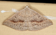 Nearcha tristificata