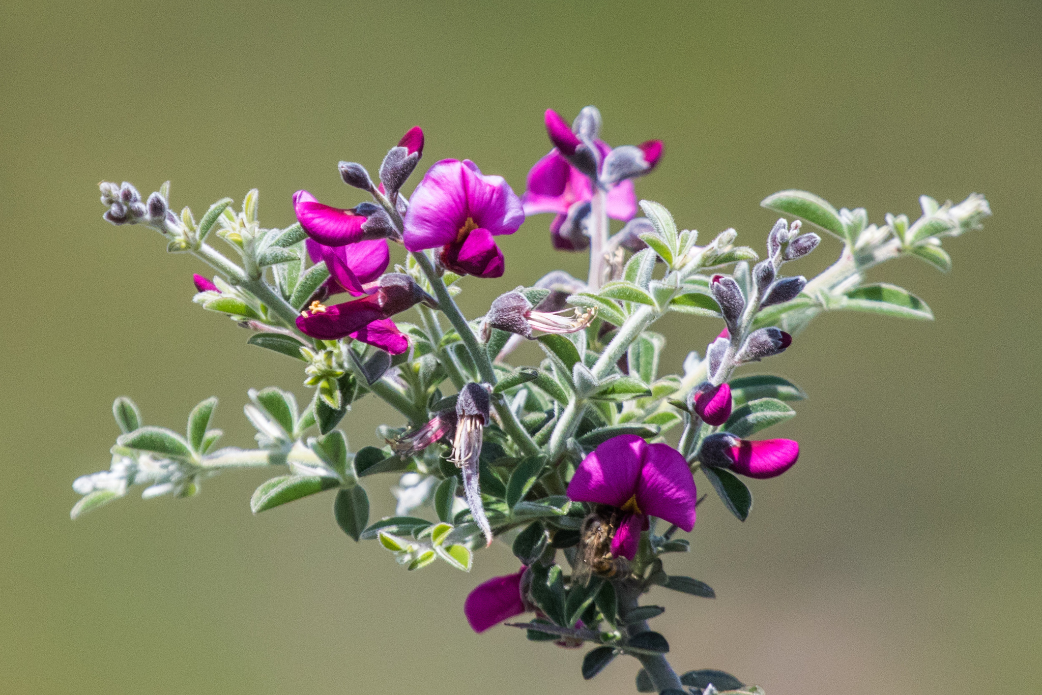 Pickeringia montana var. tomentosa
