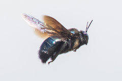 Xylocopa californica diamesa