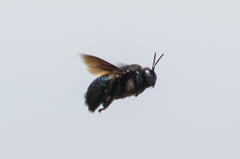 Xylocopa californica diamesa