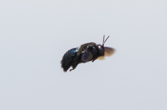 Xylocopa californica diamesa
