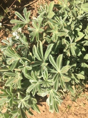 Lupinus concinnus