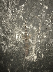 Hemidactylus mabouia