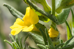 Diplacus clevelandii