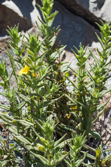 Diplacus clevelandii