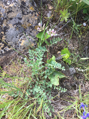 Astragalus cibarius
