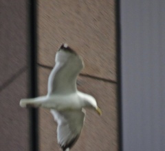 Larus argentatus