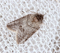 Nycteola polycyma