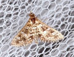 Sameodes iolealis