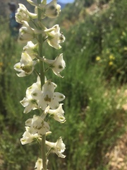 Delphinium hesperium