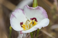 Calochortus dunnii