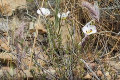 Calochortus dunnii