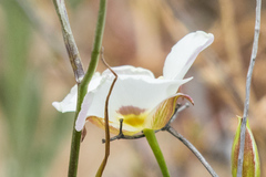 Calochortus dunnii