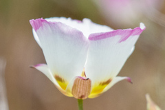 Calochortus dunnii