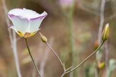 Calochortus dunnii