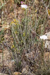Calochortus dunnii