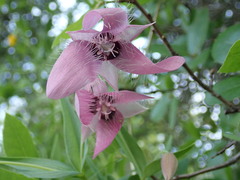 Calochortus amoenus