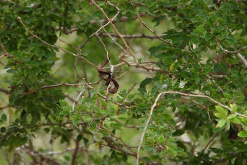 Microlobius foetidus, photograph 5