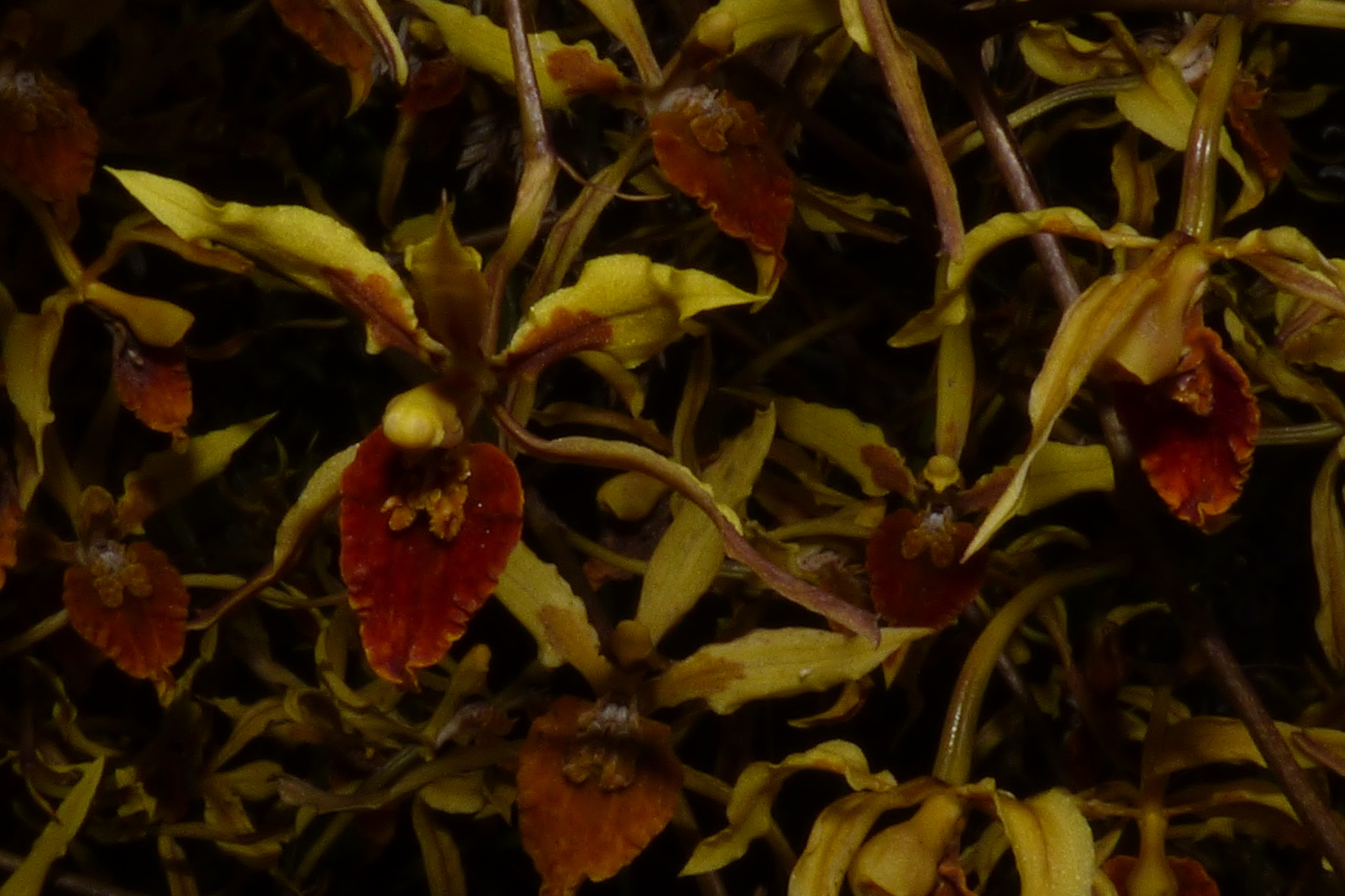 Cyrtochilum weirii (Lindl.) Kraenzl. 3