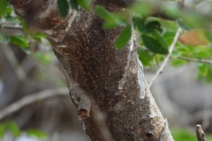 Microlobius foetidus, photograph (c) Ricardo Betancourt Sánchez, some rights reserved (CC BY)