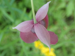 Calochortus amoenus