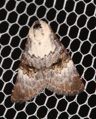 Acatapaustus leucospila