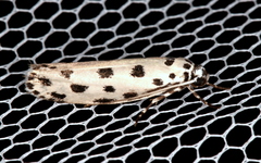 Ethmia sphaerosticha