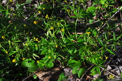 Ranunculus monophyllus