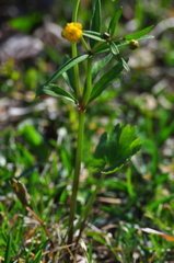 Ranunculus monophyllus
