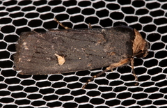 Proteuxoa cinereicollis