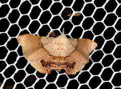 Esthlodora versicolor