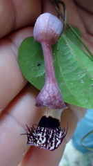 Aristolochia tamnifolia
