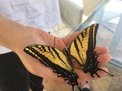 Papilio multicaudata