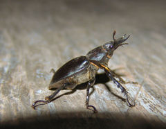 Lucanus placidus