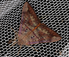 Oxyodes tricolor