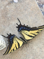 Papilio multicaudata