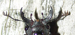 Lucanus placidus