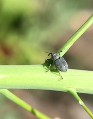 Ceutorhynchus obstrictus