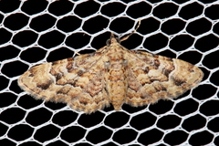 Gymnoscelis lophopus