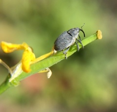 Ceutorhynchus obstrictus