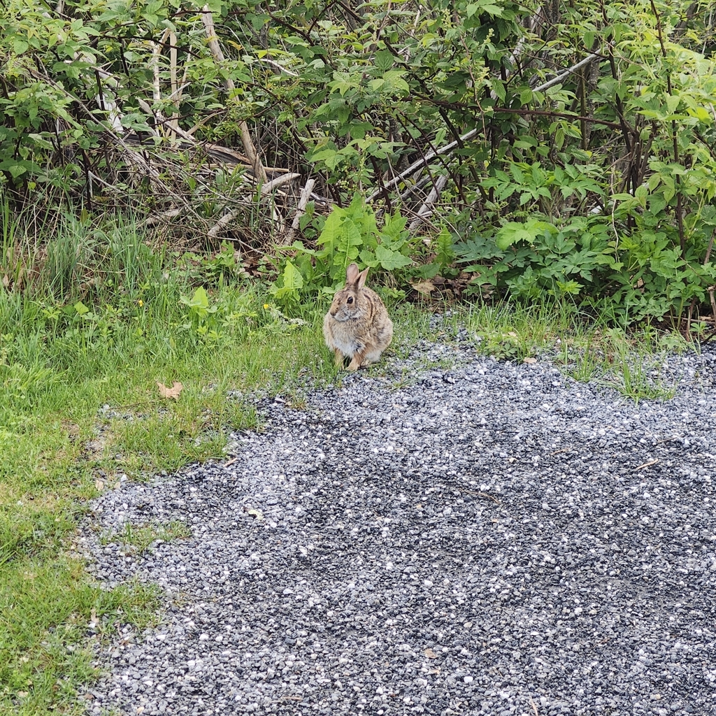 Hares and Rabbits from Franklin, NC 28734, USA on May 8, 2024 at 07:24 ...