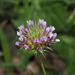 Trifolium willdenovii - Photo (c) Justin Paulin, algunos derechos reservados (CC BY), subido por Justin Paulin