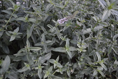Angiospermae