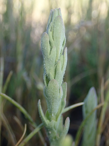 Image of Chloropyron palmatum by (c) Cricket Raspet, some rights reserved (CC BY)