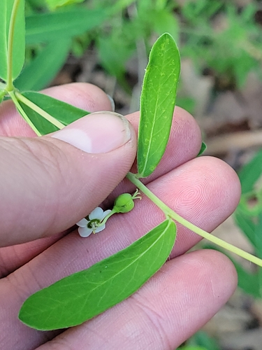 Image of Euphorbia pubentissima by (c) jamie bee, some rights reserved (CC BY)