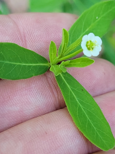 Image of Euphorbia pubentissima by (c) jamie bee, some rights reserved (CC BY)