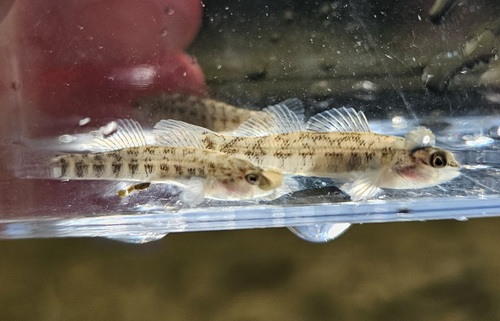 Orangethroat darter (Etheostoma spectabile) — Percidae — 5