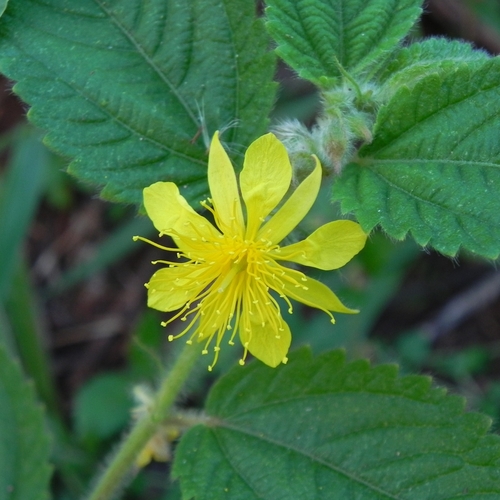 Image of Corchorus hirtus by (c) Thomaz Ricardo Favreto Sinani, some rights reserved (CC BY)