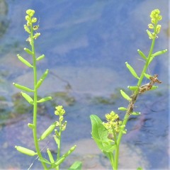 Rorippa sessiliflora