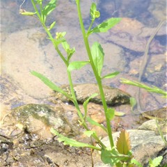 Rorippa sessiliflora